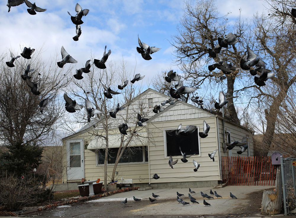 Bird House